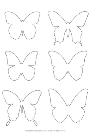 Saacibo_Butterflies