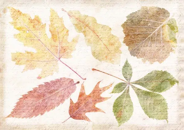 Free Downloads by Saacibo 20 Nature’s Slumber Part 1 Autumn Inspired Printables - Image 1