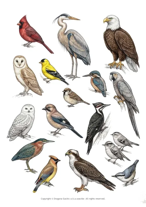 Free Downloads by Saacibo 2 A detailed watercolor style illustration collection of diverse realistic bird species