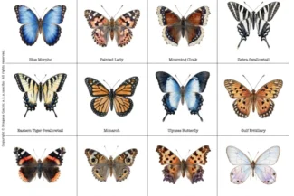 Printable butterfly specimen chart with 12 labeled species, from Blue Morpho and Painted Lady to Monarch and Cithaerias, used as a color reference