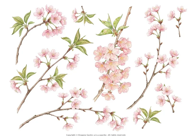 Cherry Blossom fussy cuts - flowers, branches, leaves for your project
