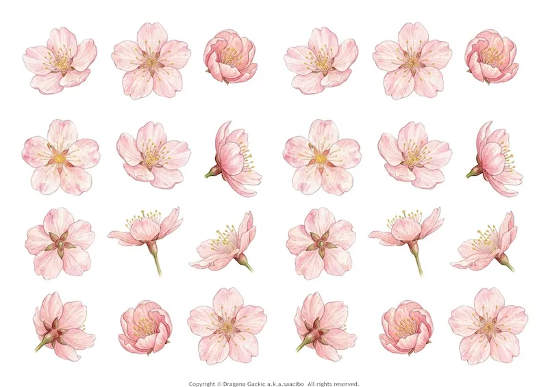 Cherry Blossom fussy cuts - flowers, branches, leaves for your project