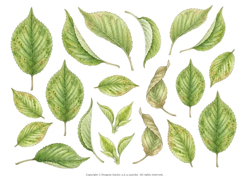 Cherry Blossom fussy cuts - flowers, branches, leaves for your project