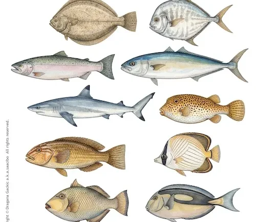Saacibo Art by Dragana Gackic 2 Watercolor Realistic Fish & Marine Life Collection Fussy Cuts