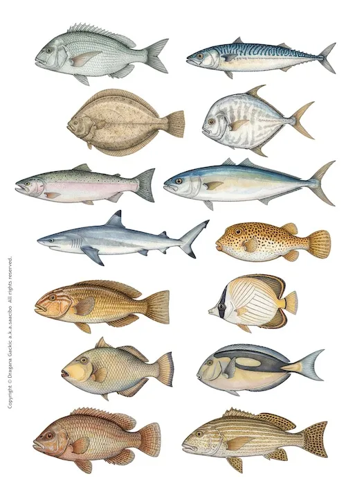 Watercolor Realistic Fish & Marine Life Collection Fussy Cuts