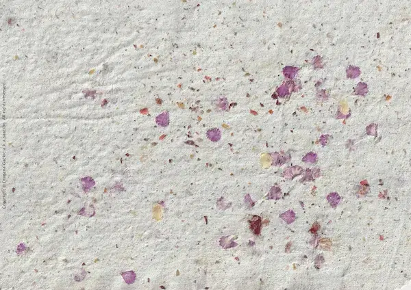 Saacibo Art by Dragana Gackic 2 Handmade Pressed Flower Seed Paper Texture
