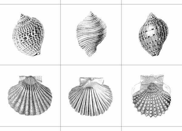 Saacibo Ocean Specimens GIFT